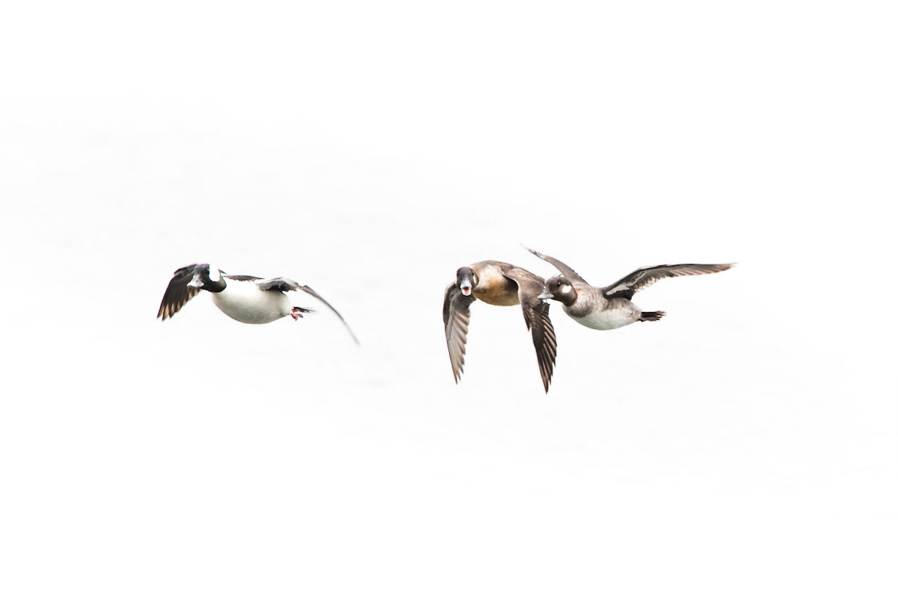 Bufflehead