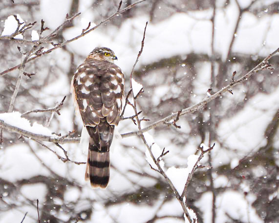 Hawk
