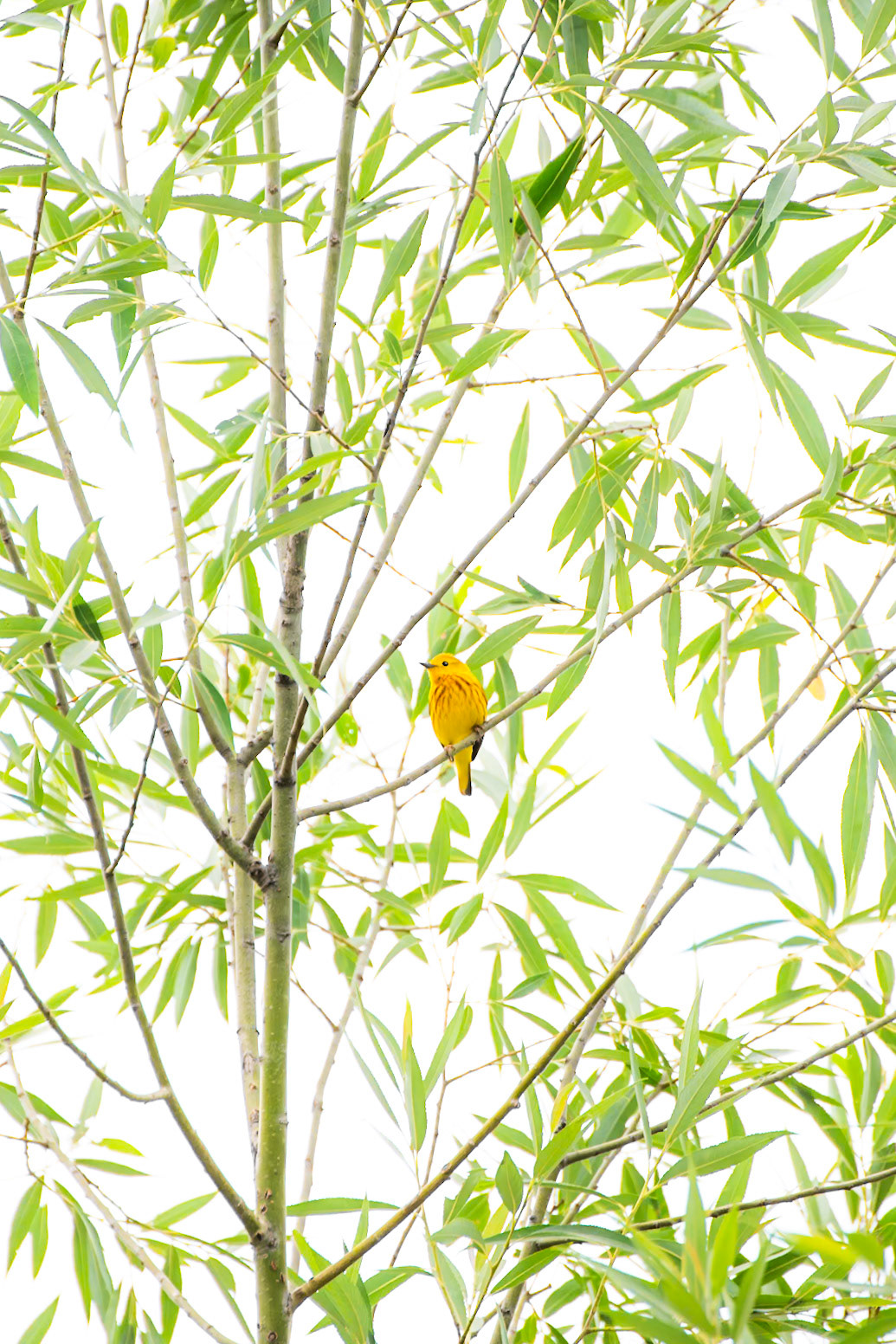 Yellow Warbler