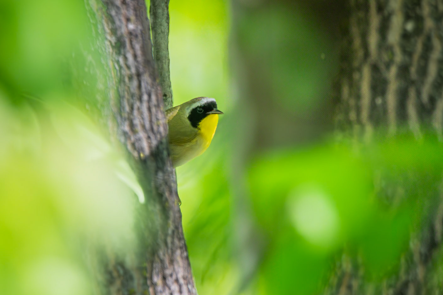 Common Yellowthroat