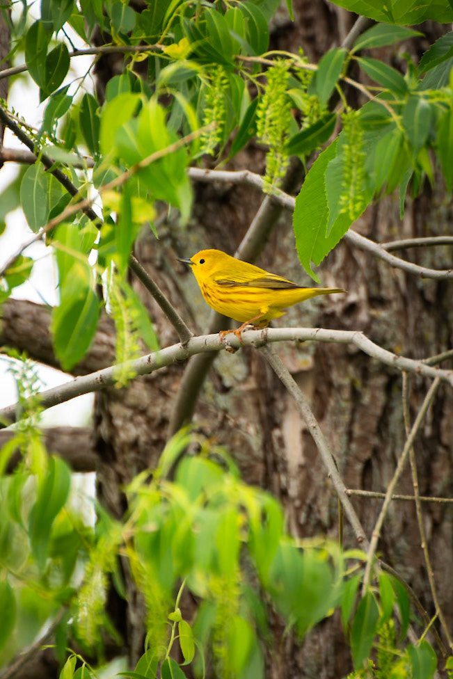 Yellow Warbler