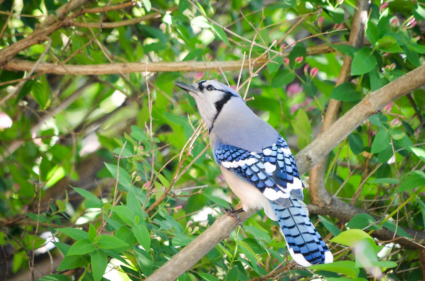 Blue Jay