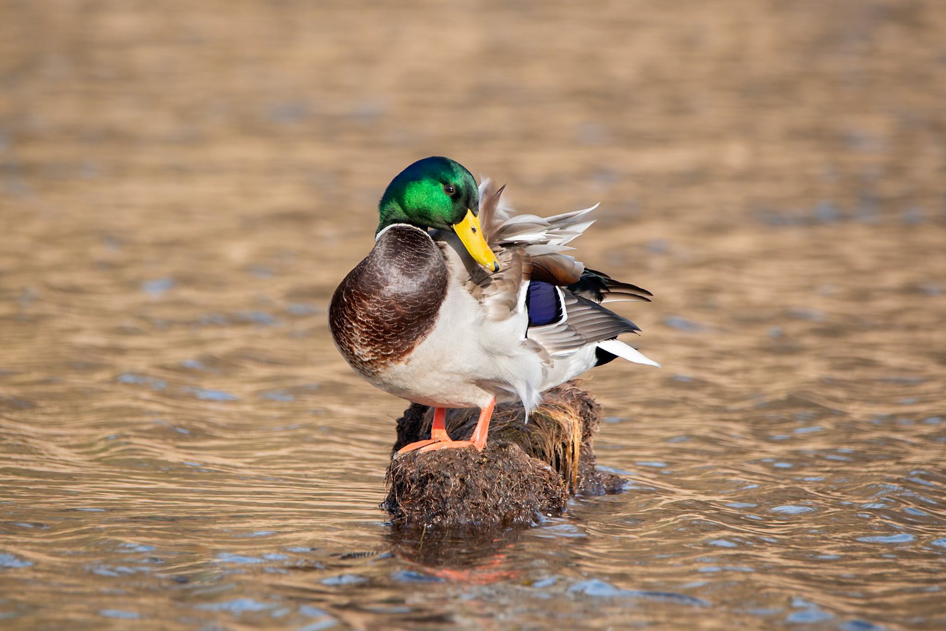 Mallard