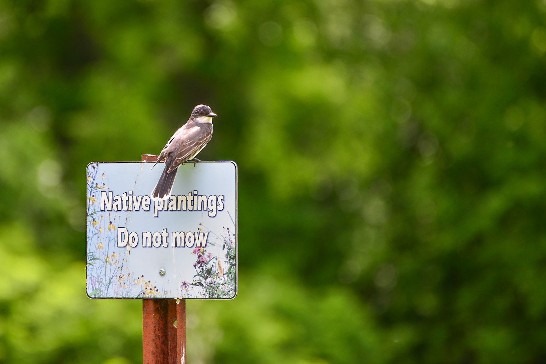 Eastern Kingbird