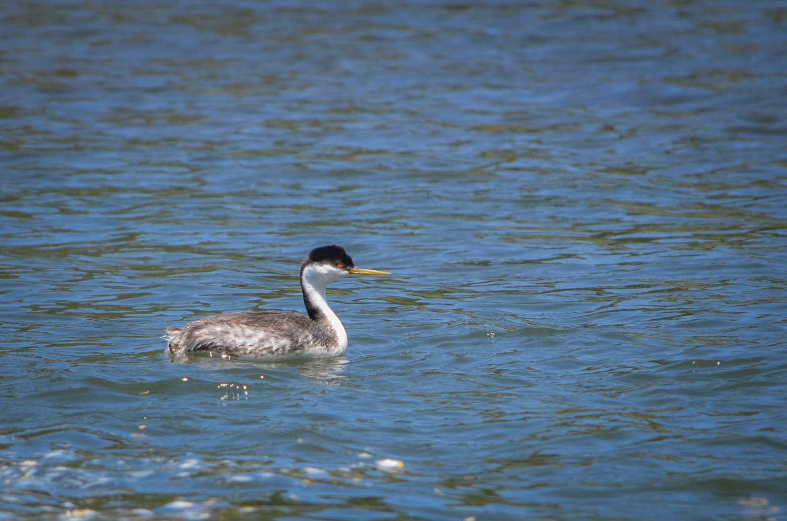Western Grebe