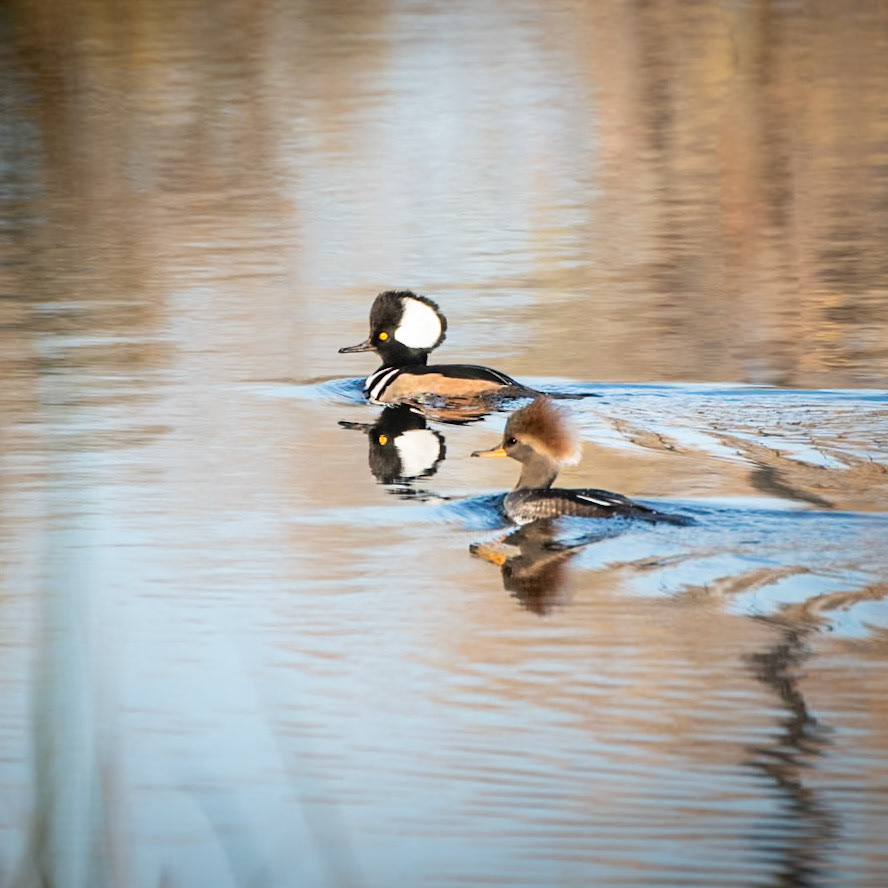 Hooded Merganser