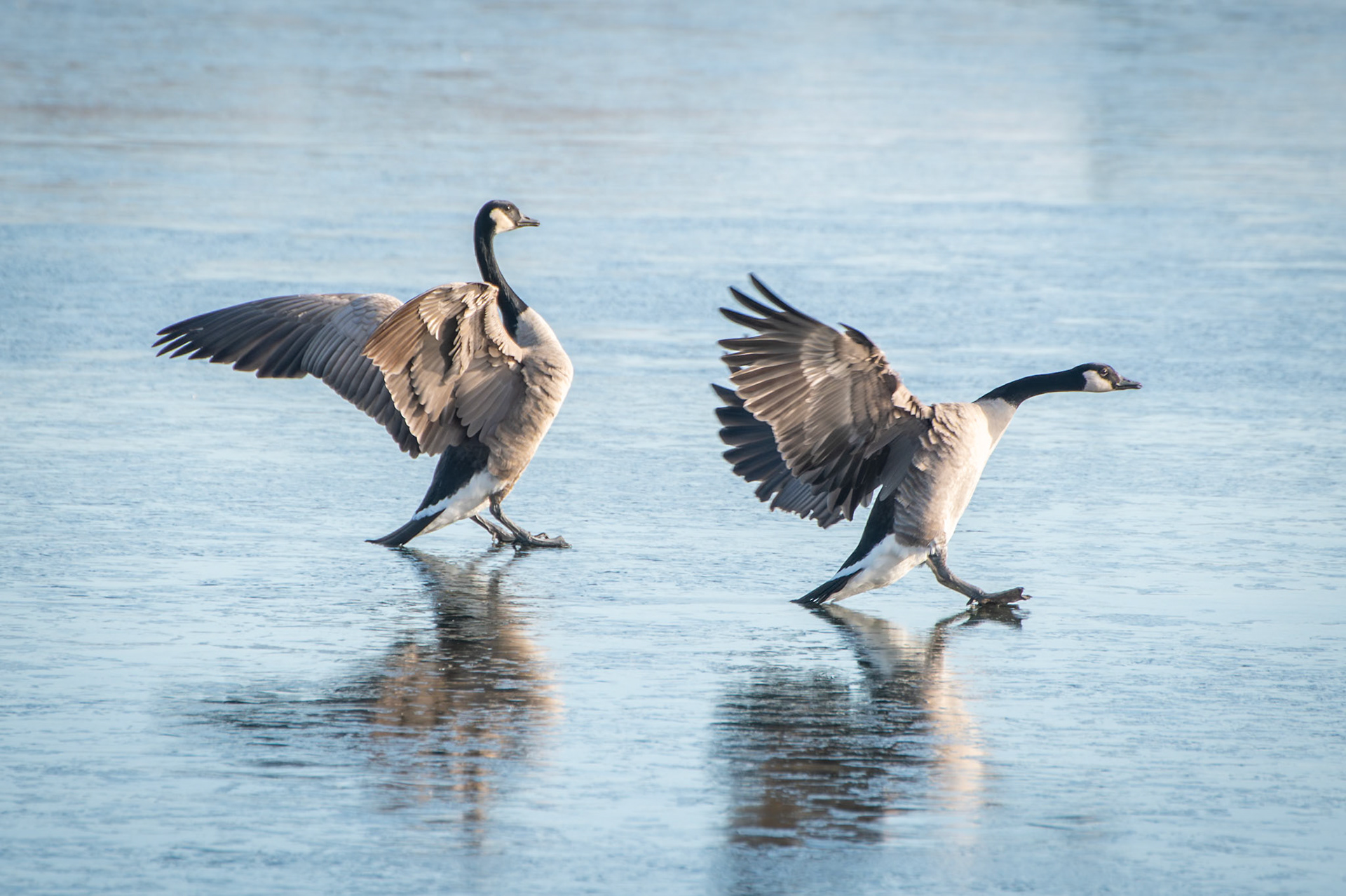 Canada Goose