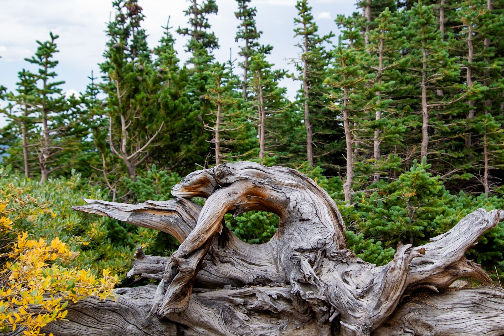 Mount Goliath Natural Area