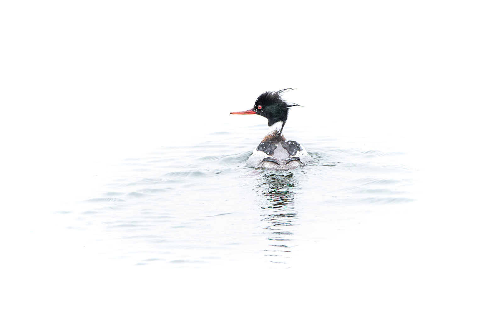 Red-Breasted Merganser