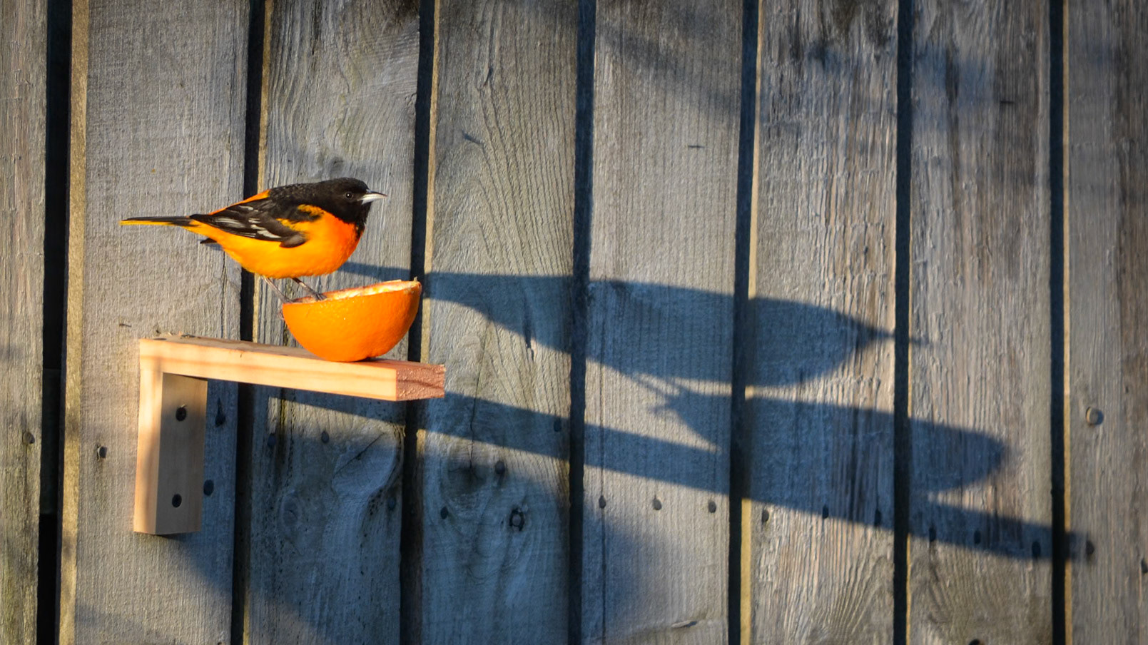 Baltimore Oriole