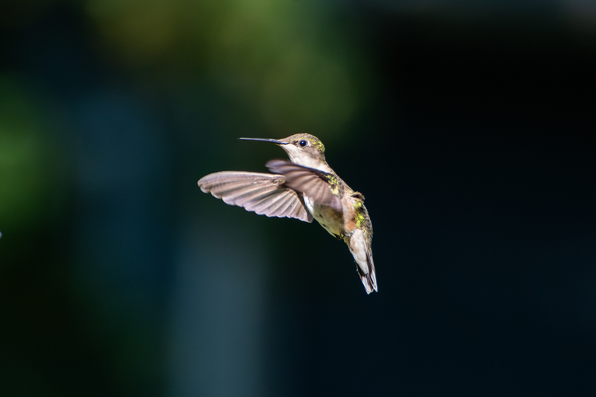 Ruby-throated Hummingbird
