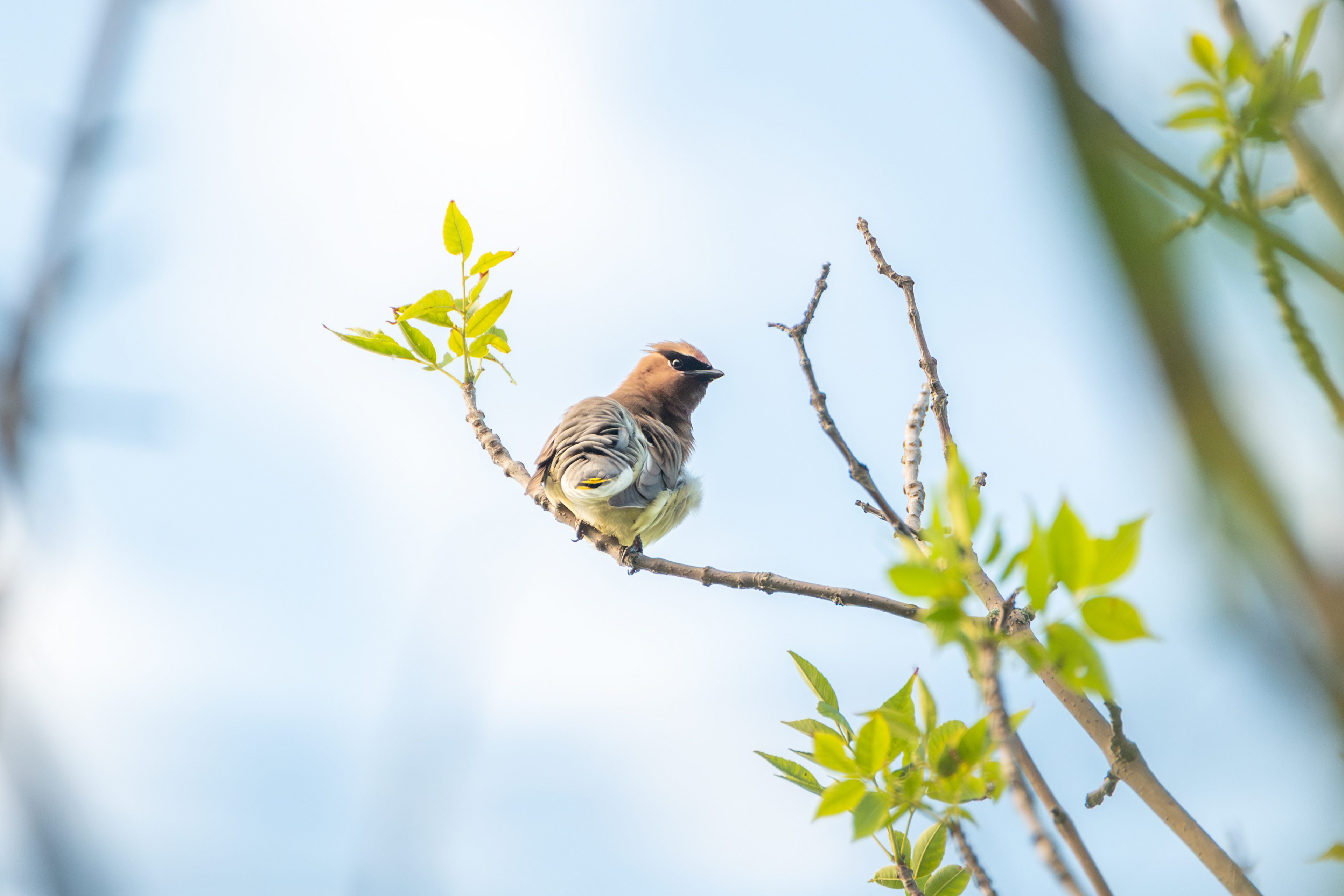 Cedar Waxwing