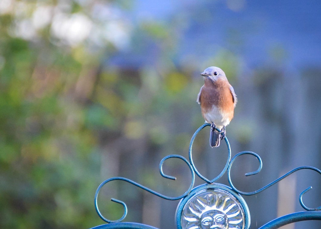 Eastern Bluebird