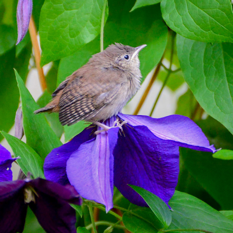 House Wren