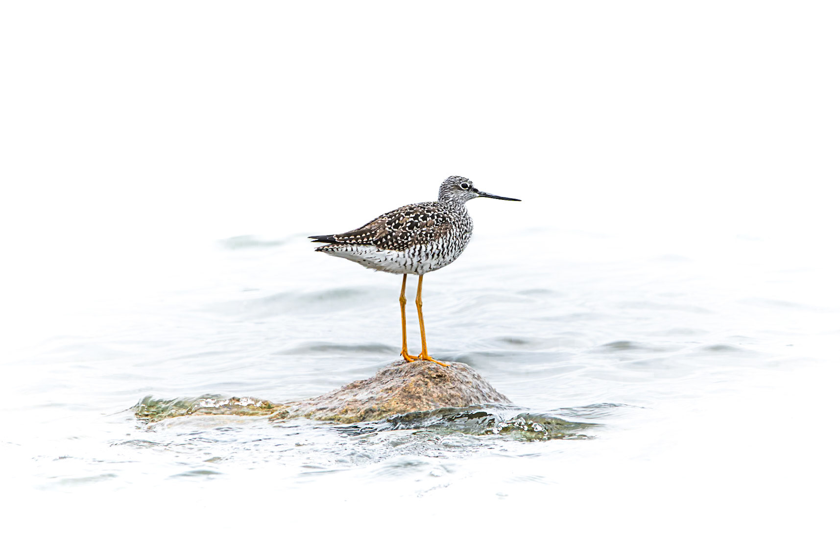 Greater Yellowlegs