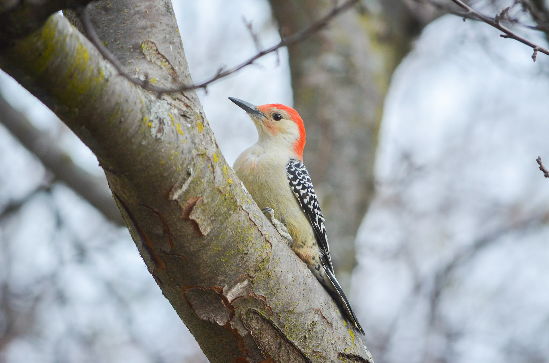 Red Bellied Woodpecker