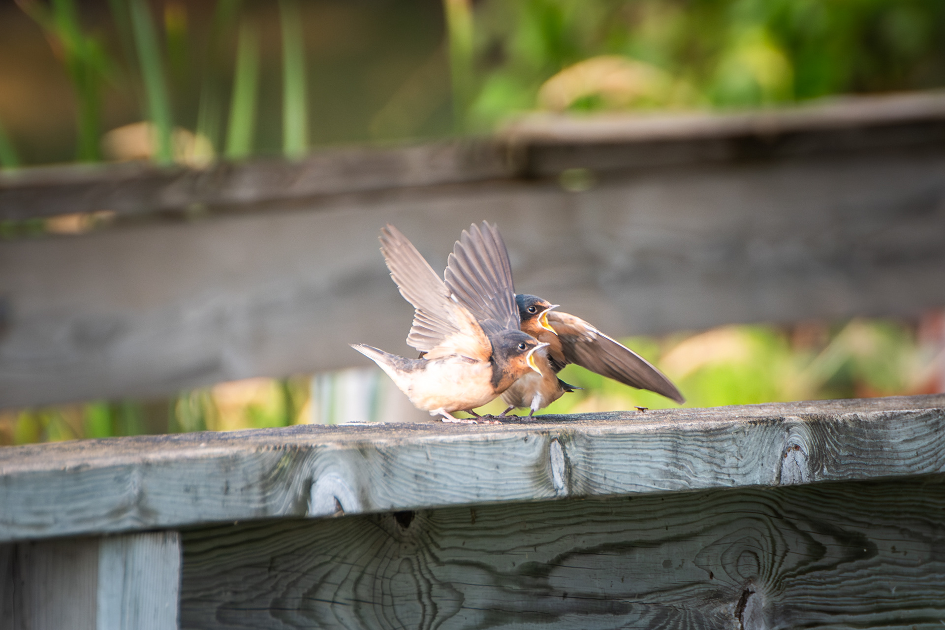 Barn Swallows