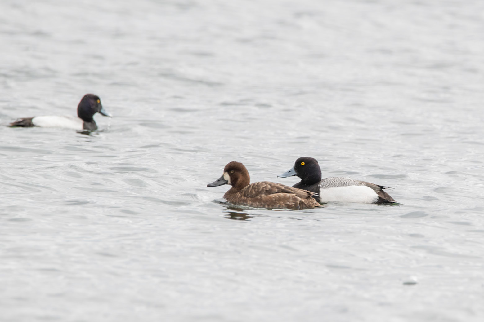 Lesser Scaup