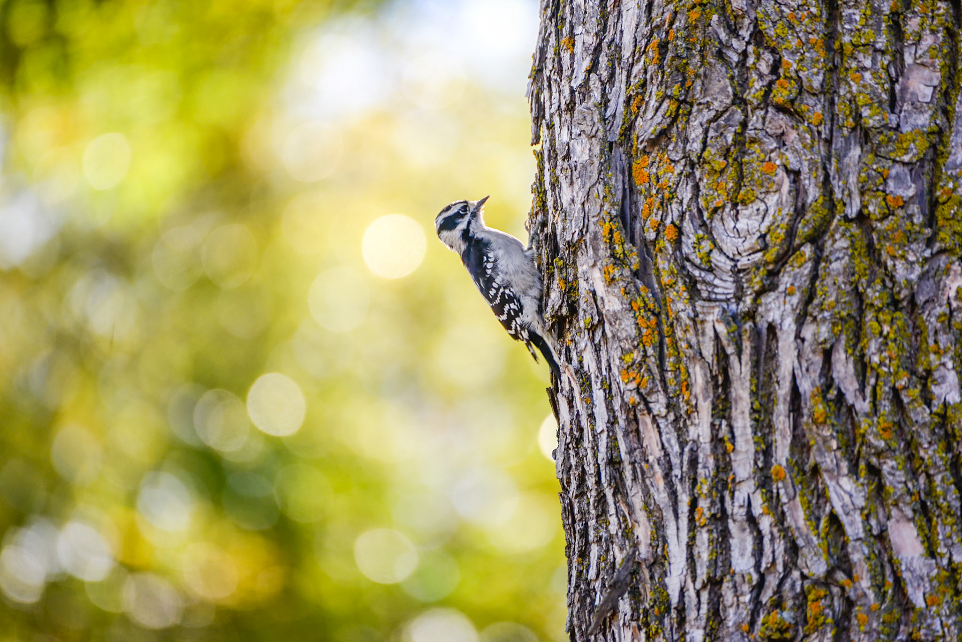 Downy Woodpecker