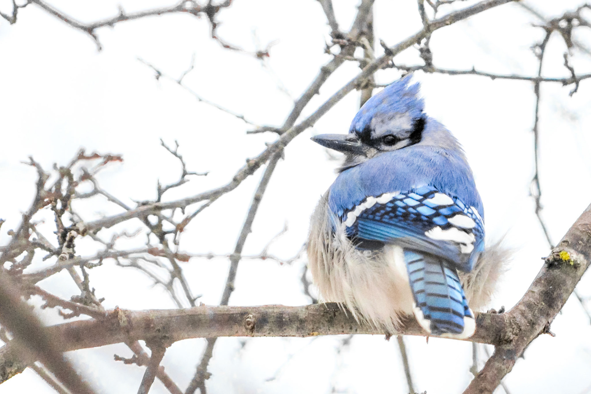 Blue Jay