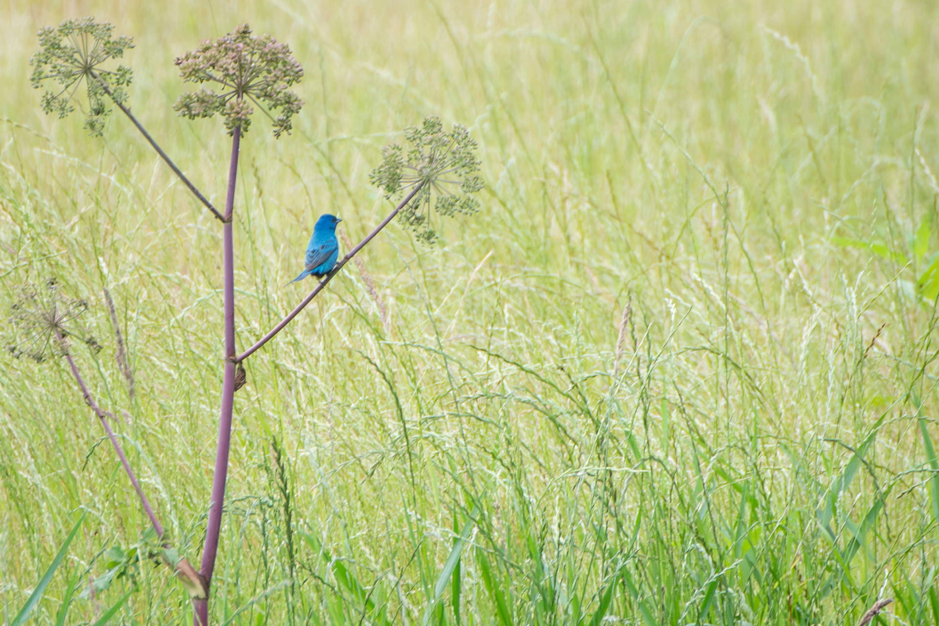 Indigo Bunting