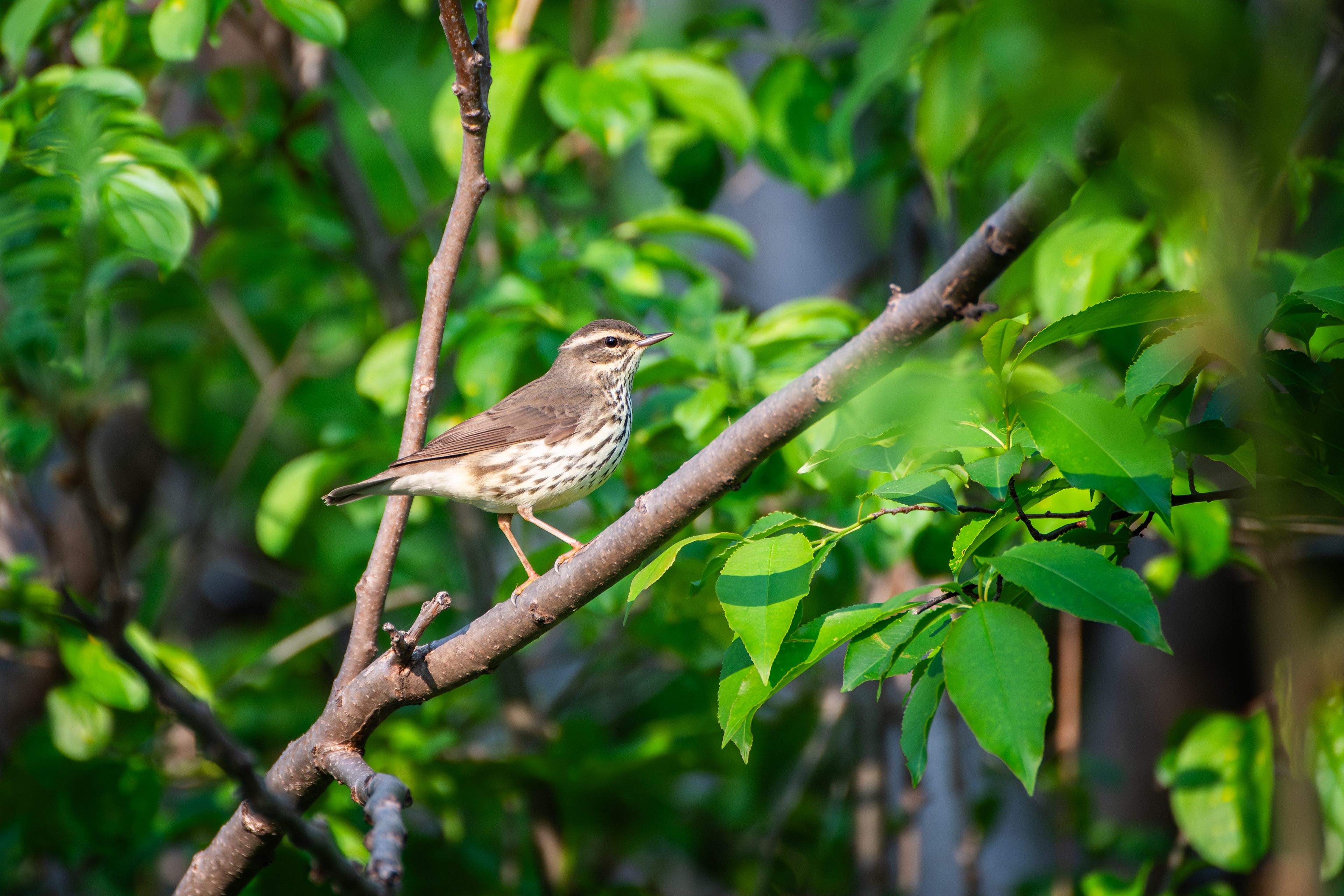 Northern Waterthrush