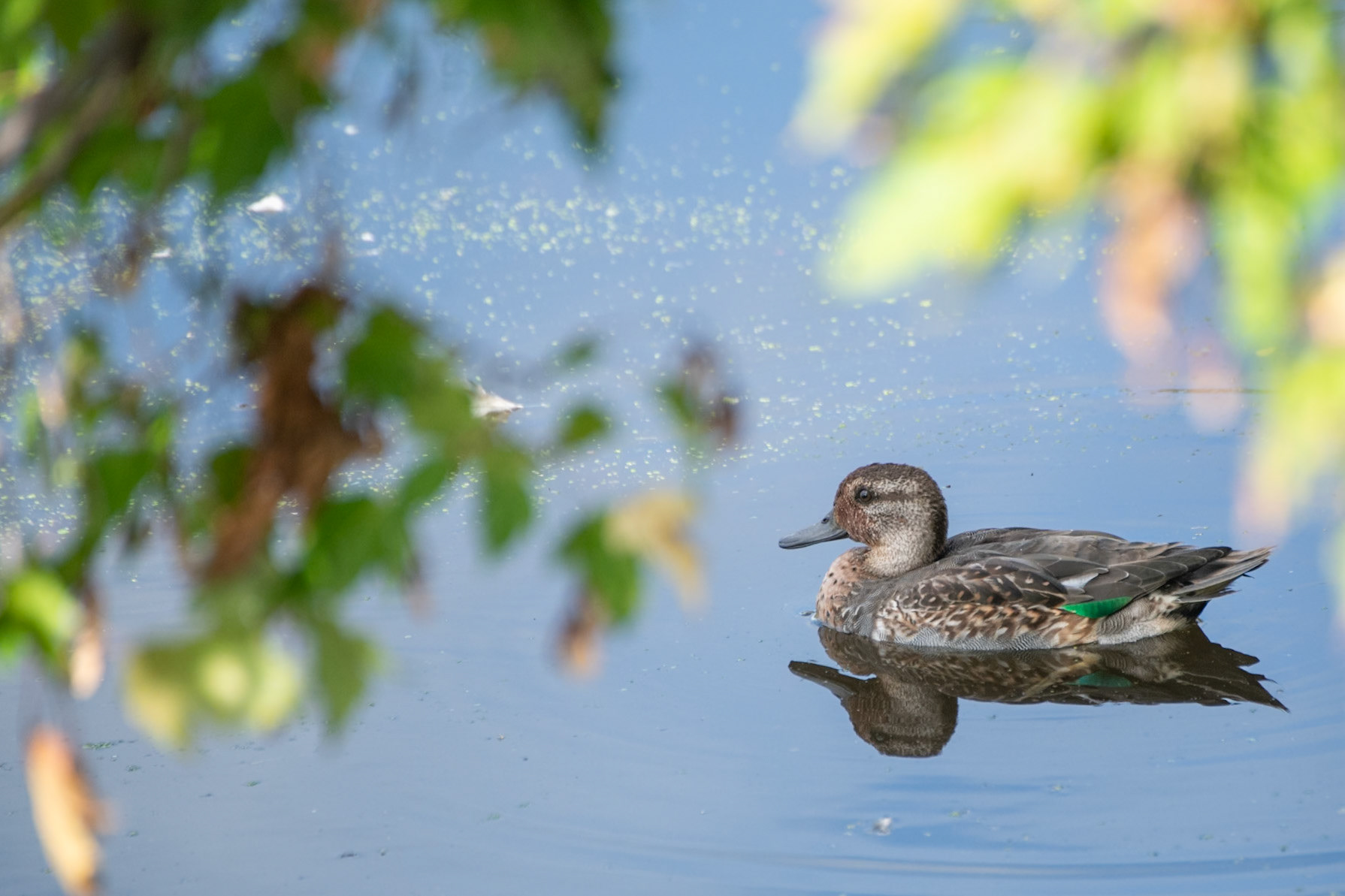 Green Winged Teal