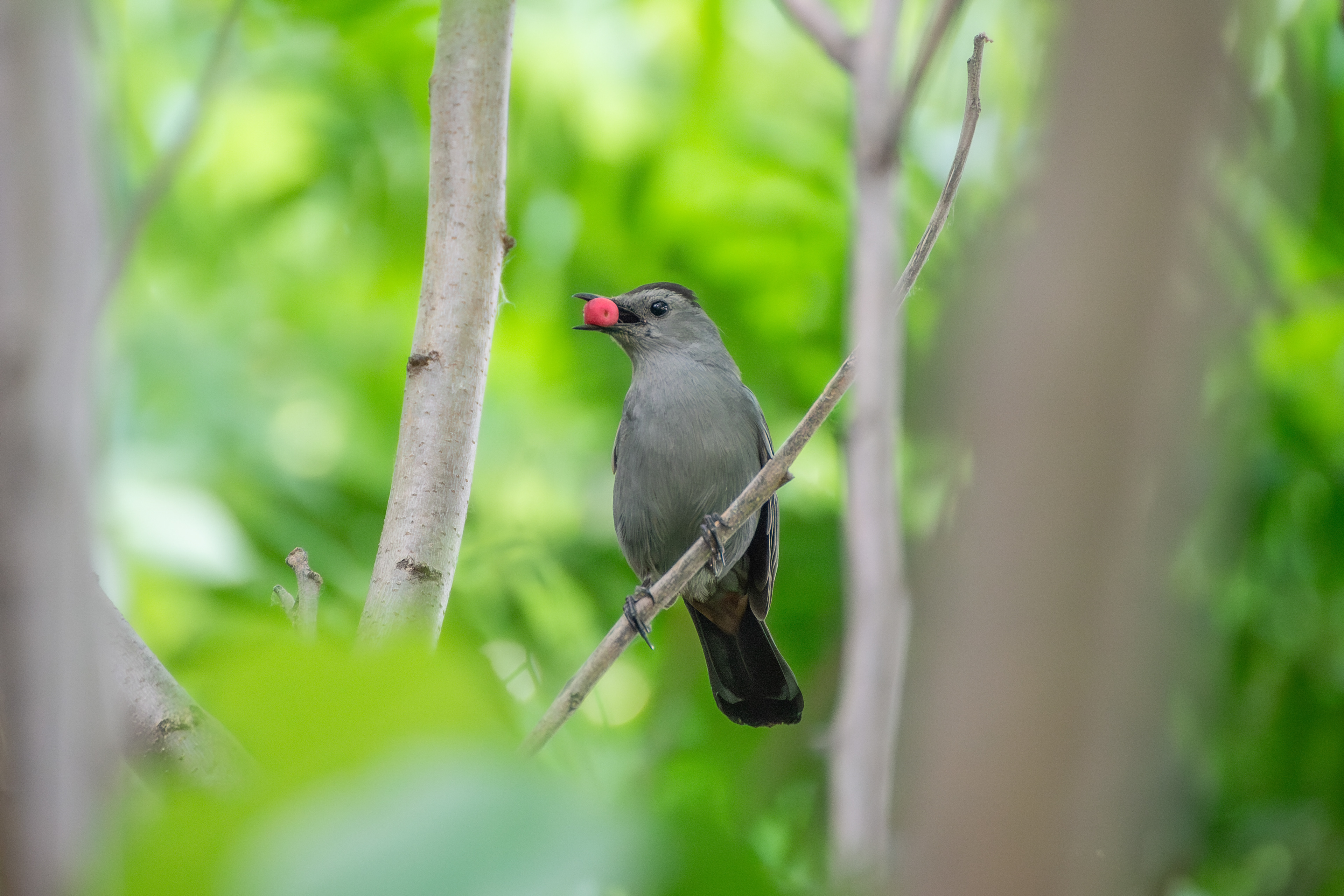 Gray Catbird
