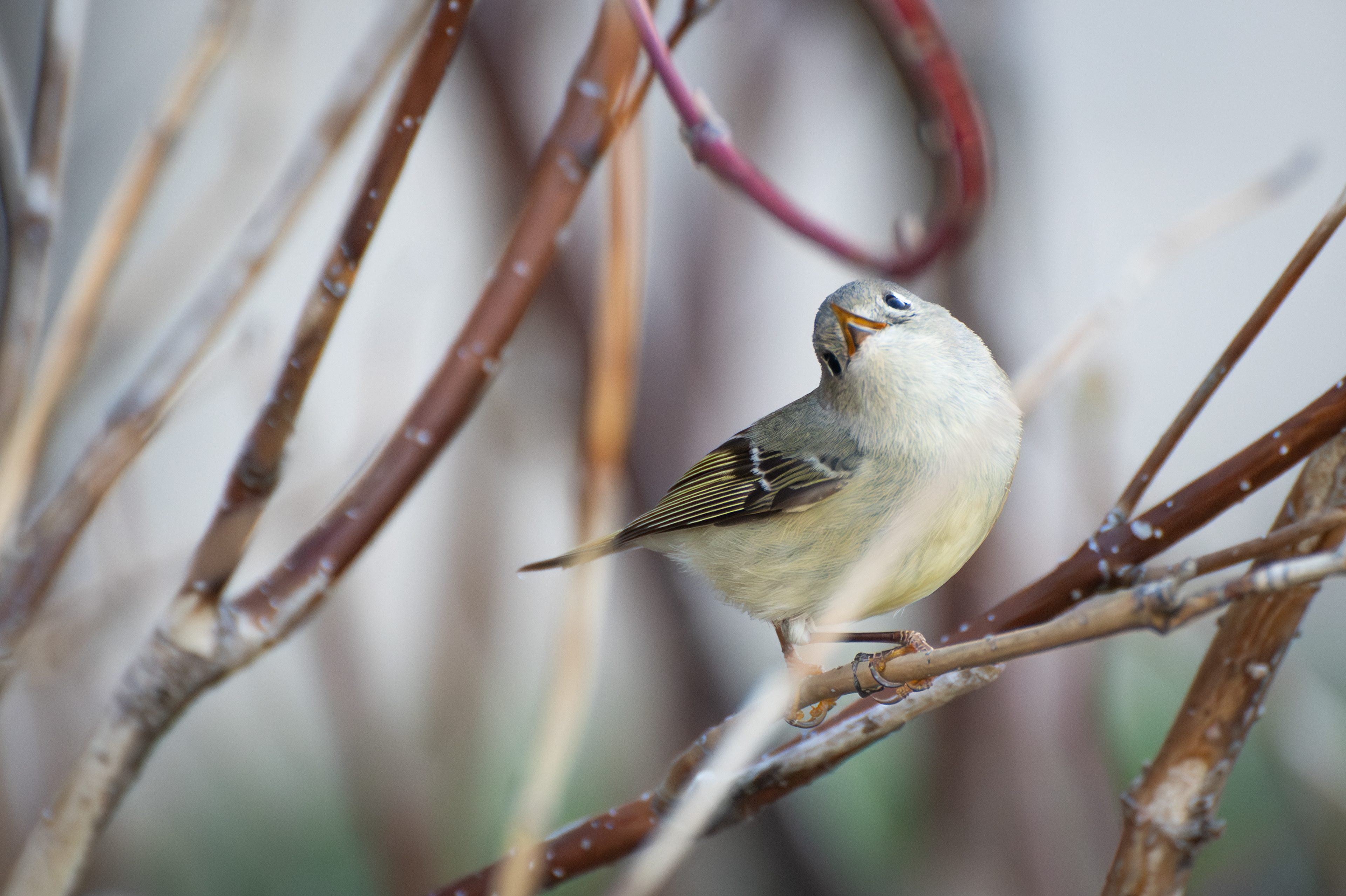 Ruby Crowned Kinglet