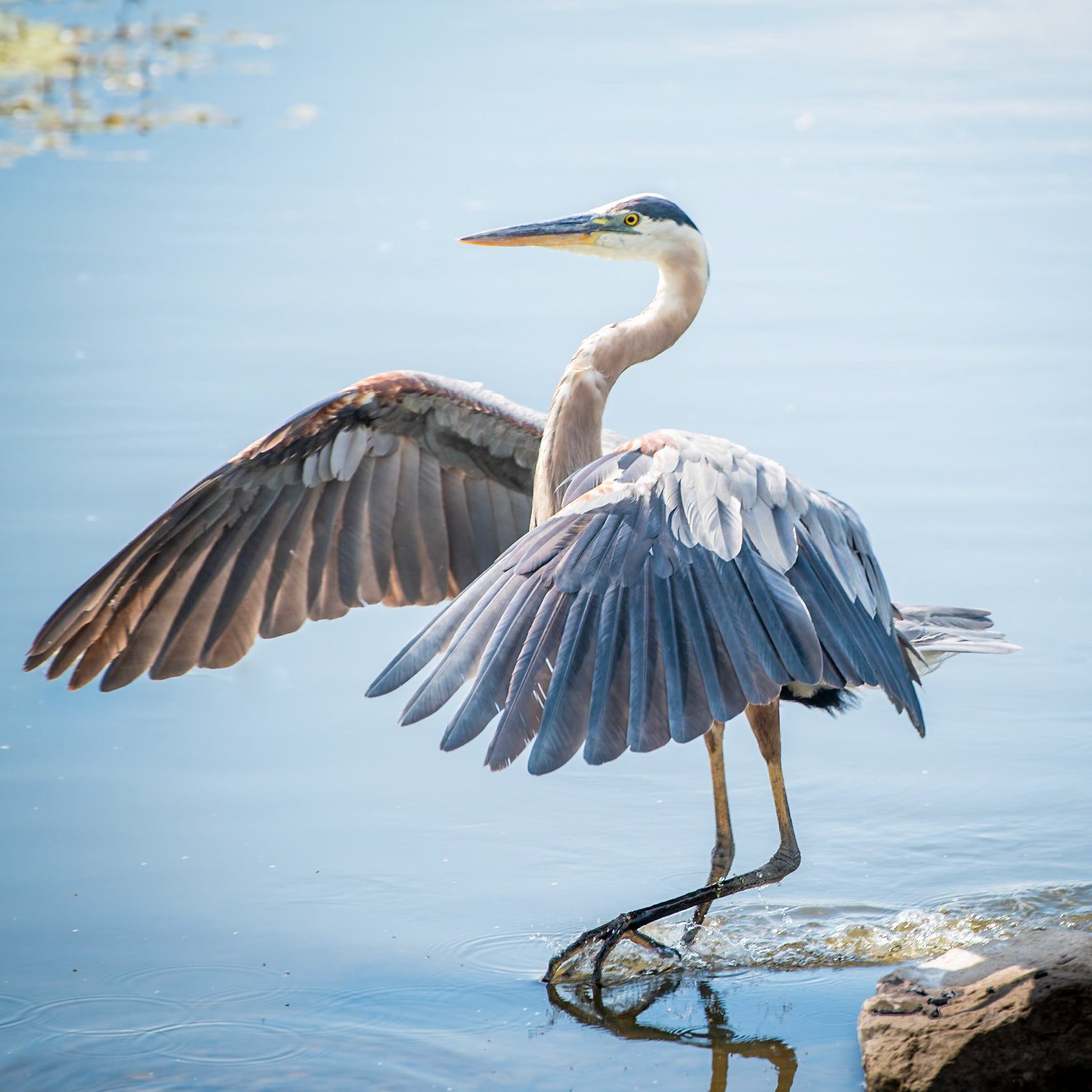 Great Blue Heron