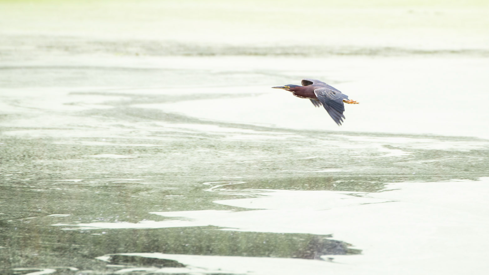 Green Heron