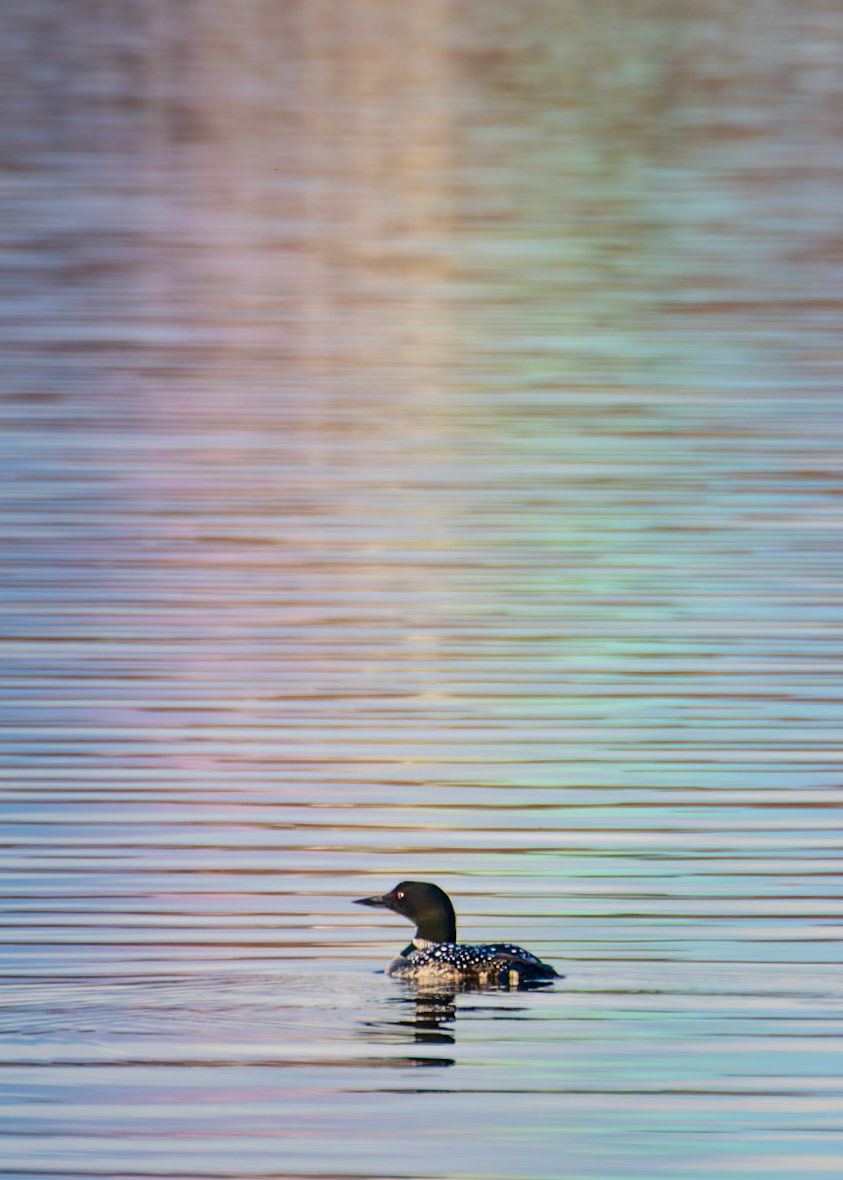 Common Loon