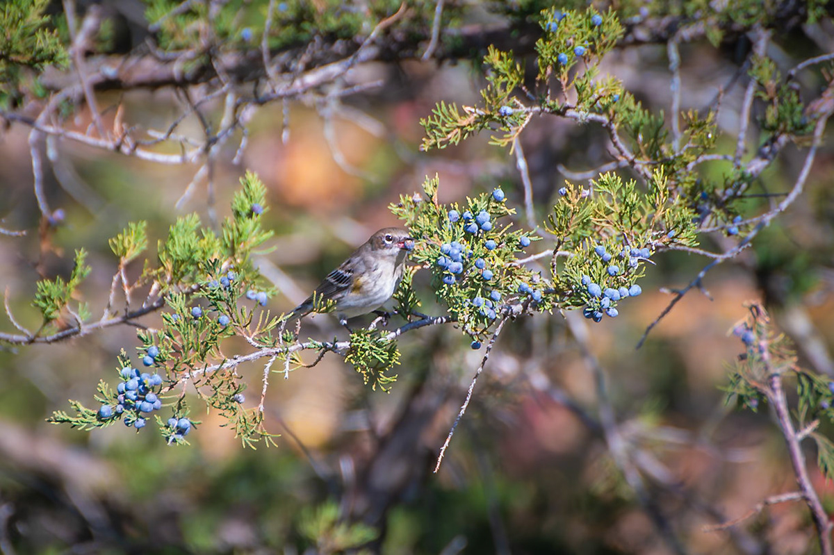 Yellow Rumped Warbler