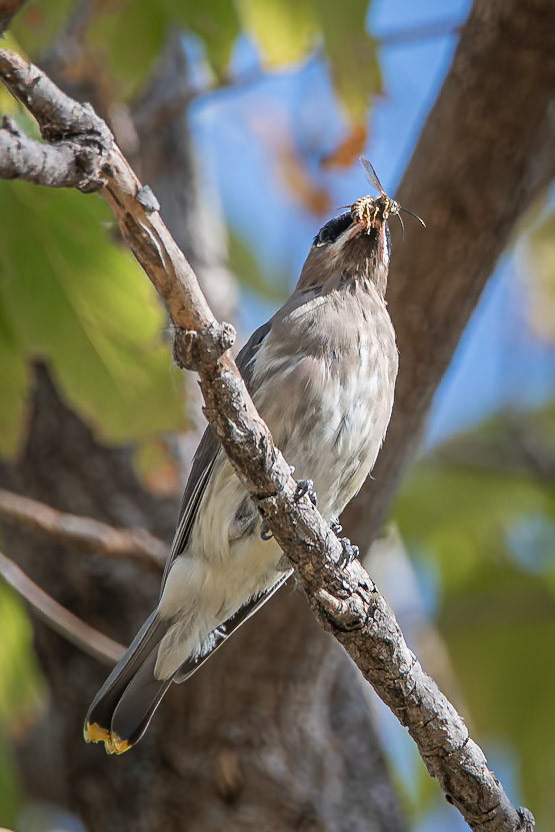 Cedar Waxwing