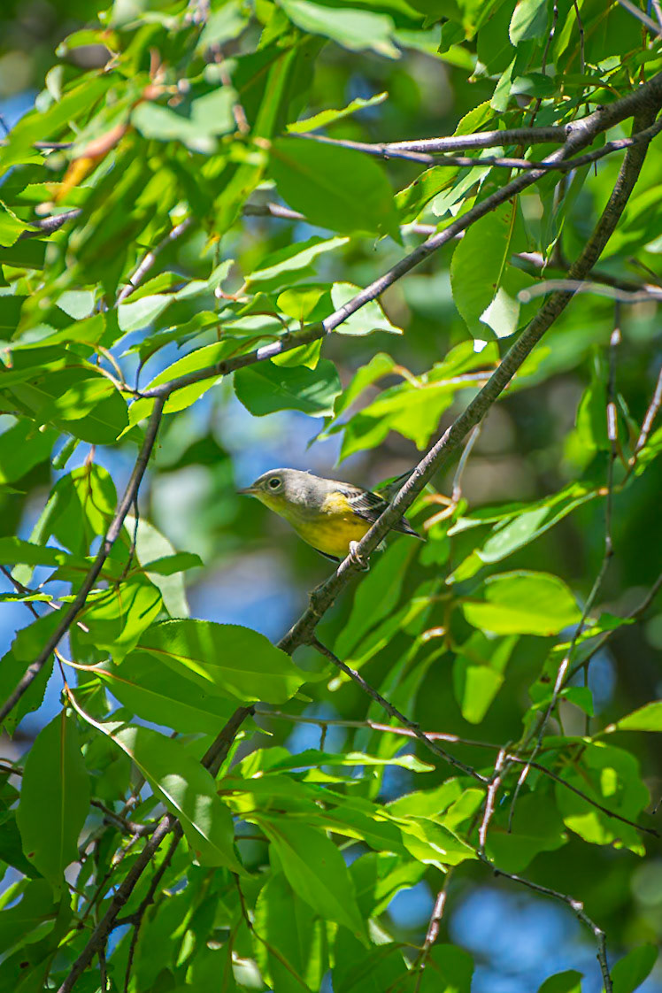 Magnolia Warbler