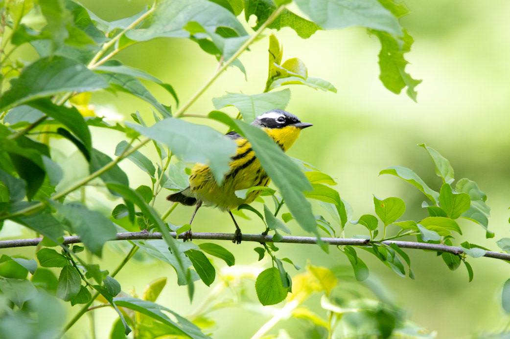 Magnolia Warbler