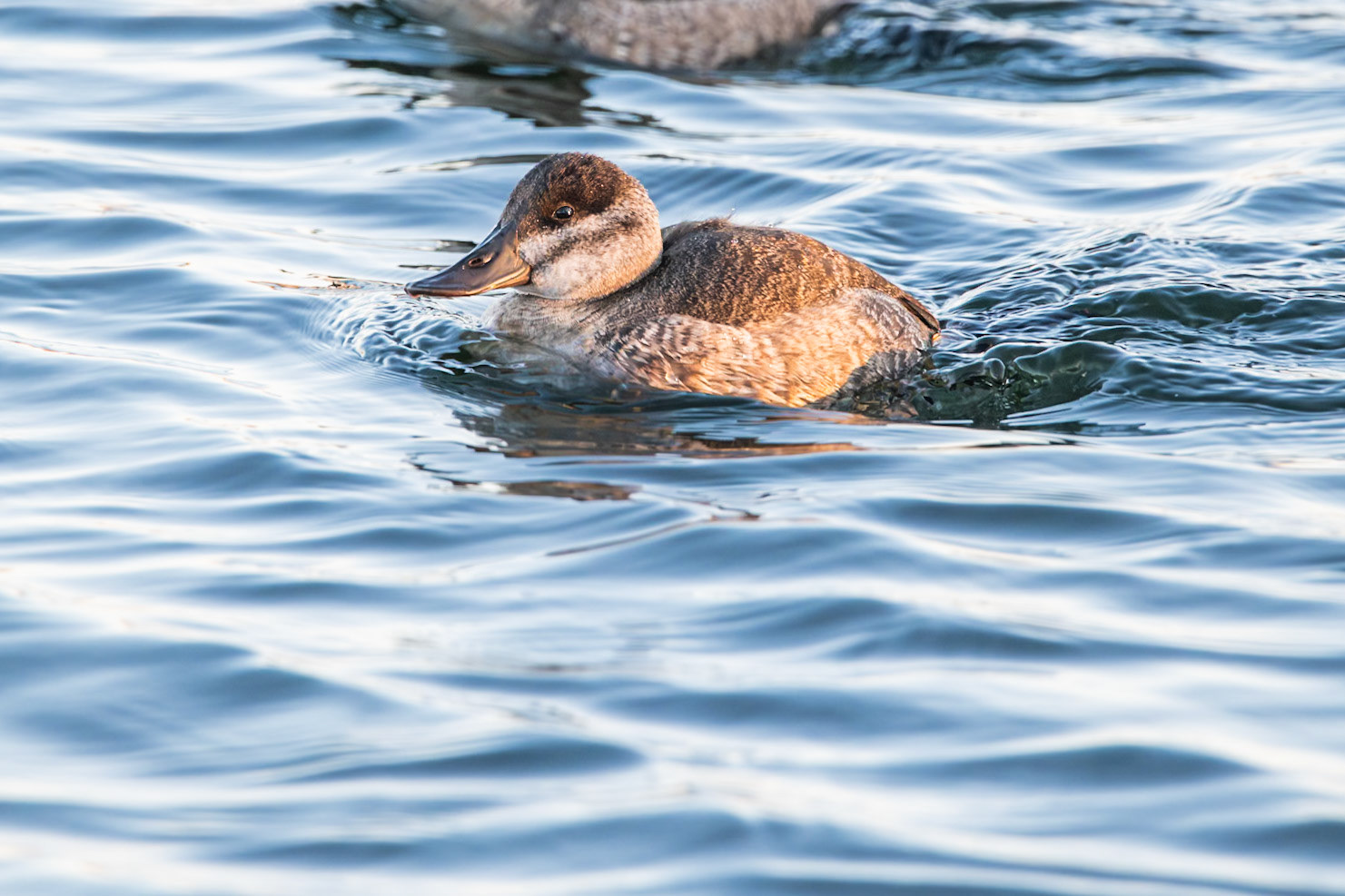 Ruddy Duck