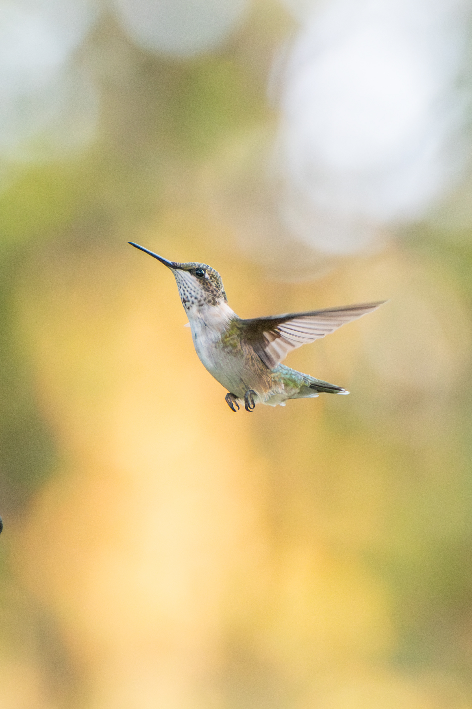 Ruby-throated Hummingbird