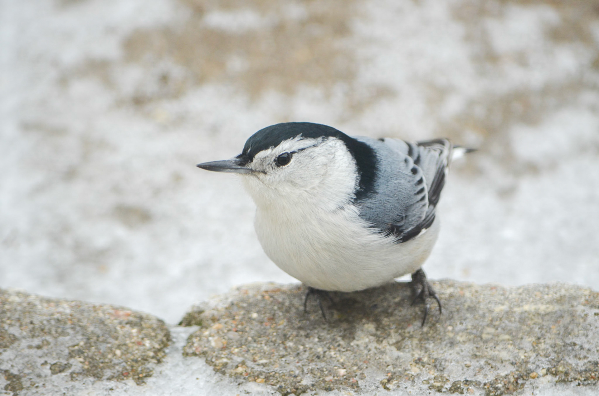 White-breasted Nuthatch