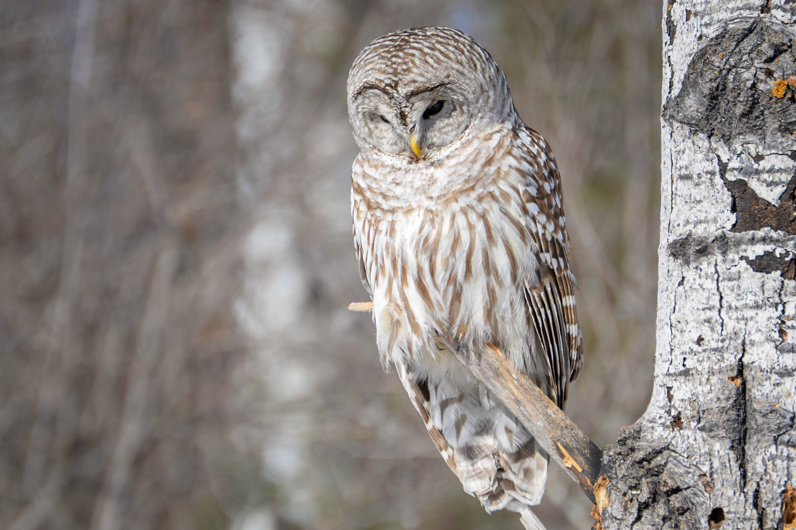 Barred Owl
