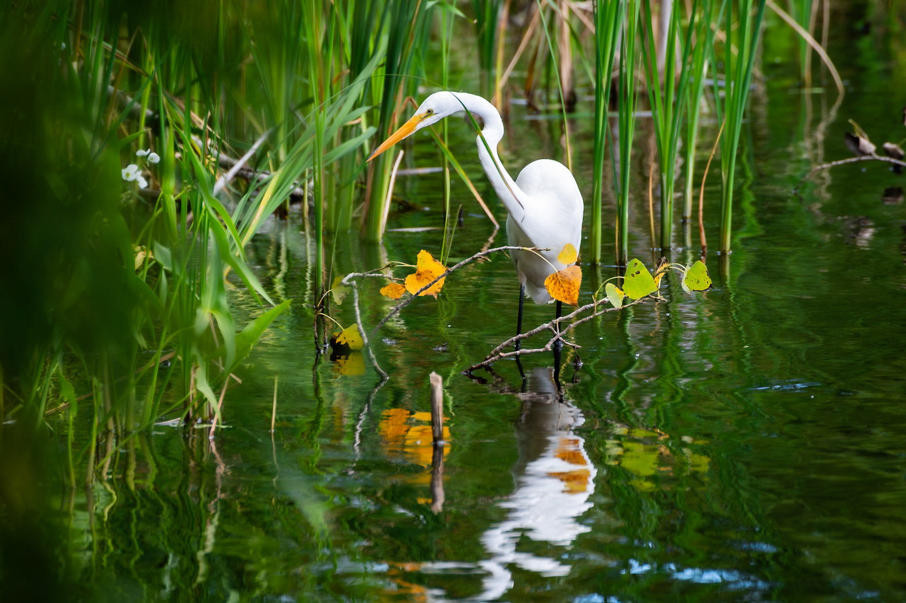Egret