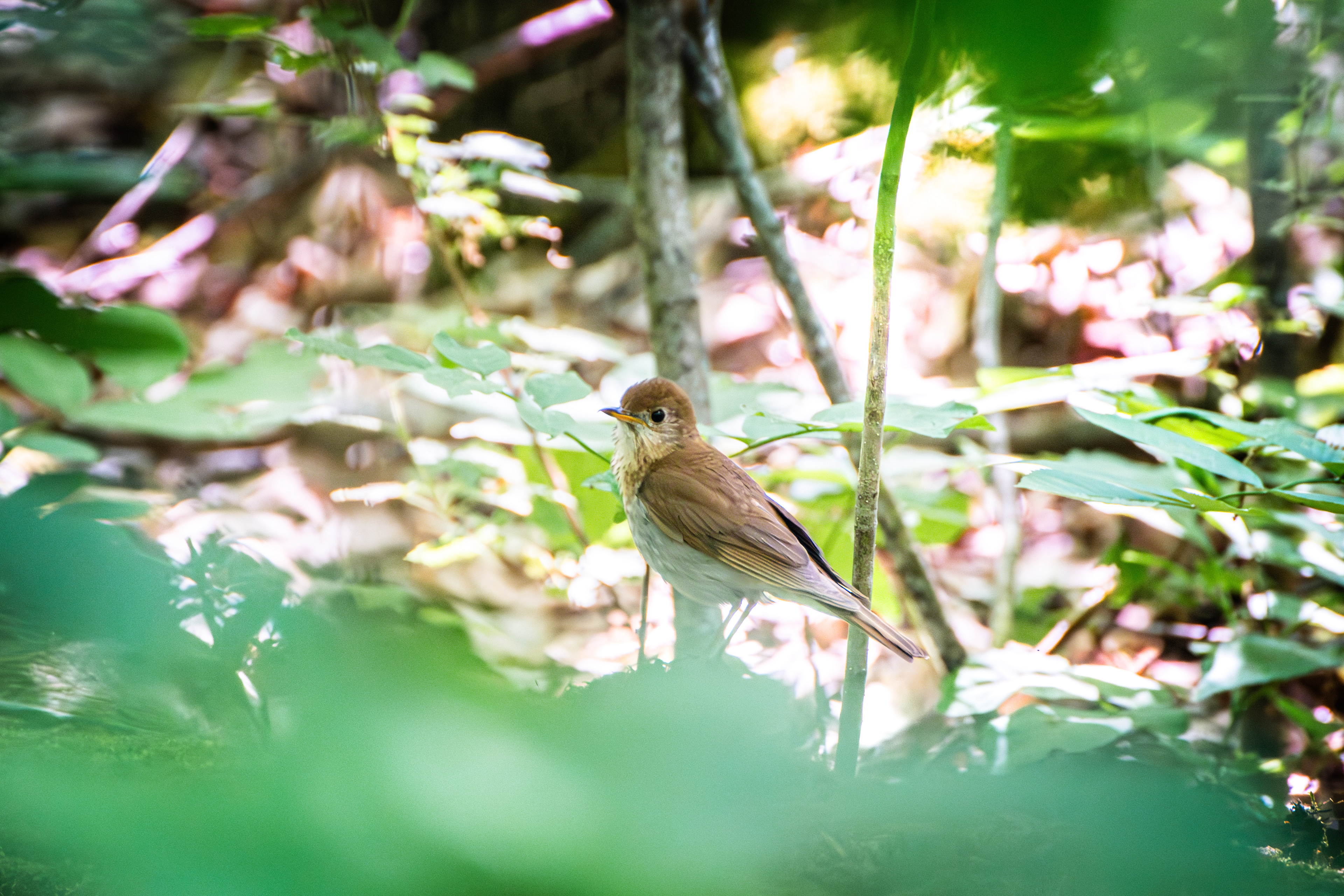 Veery