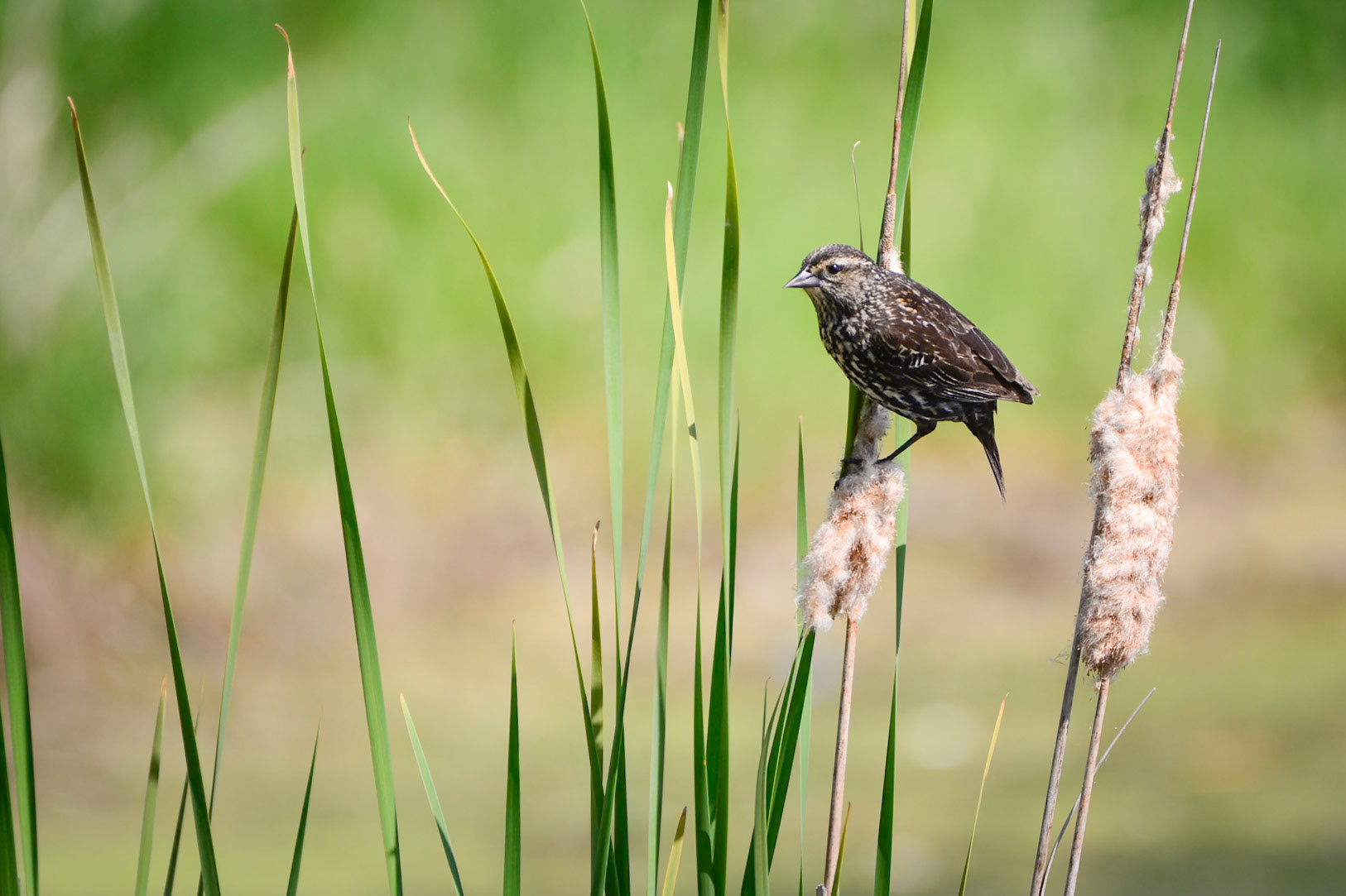 Red Winged Blackbird