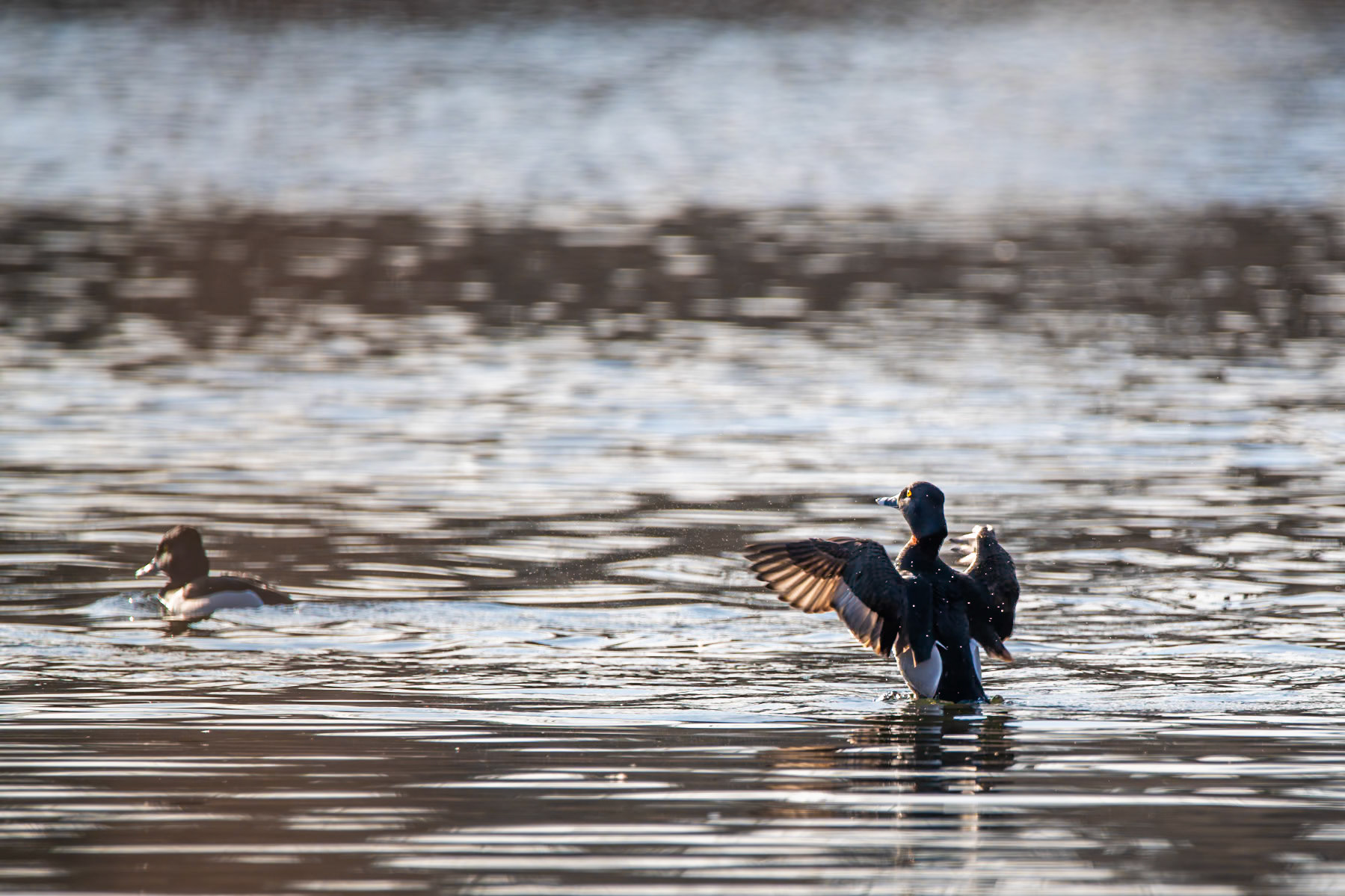 Ring Necked Duck