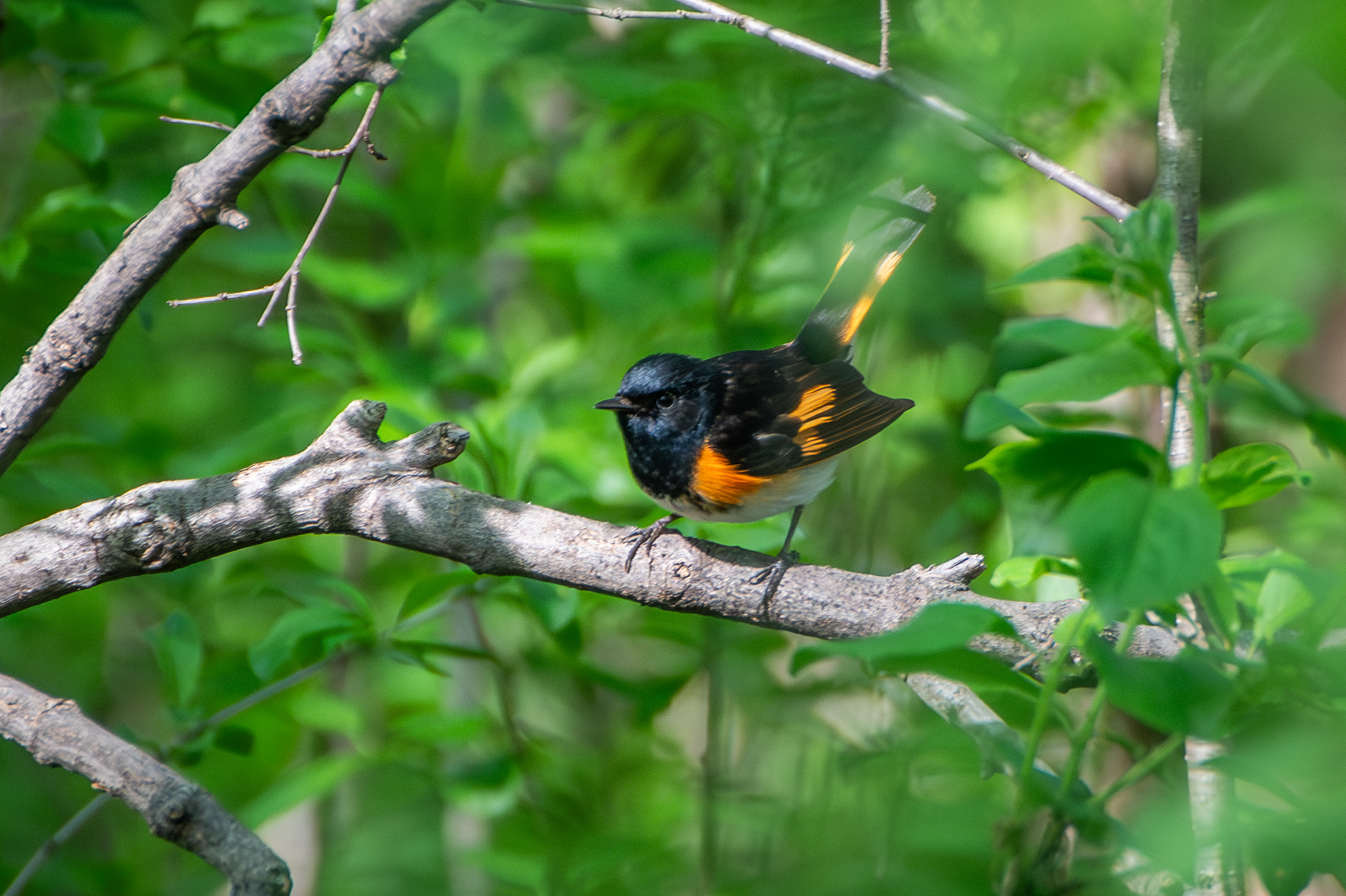 American Redstart