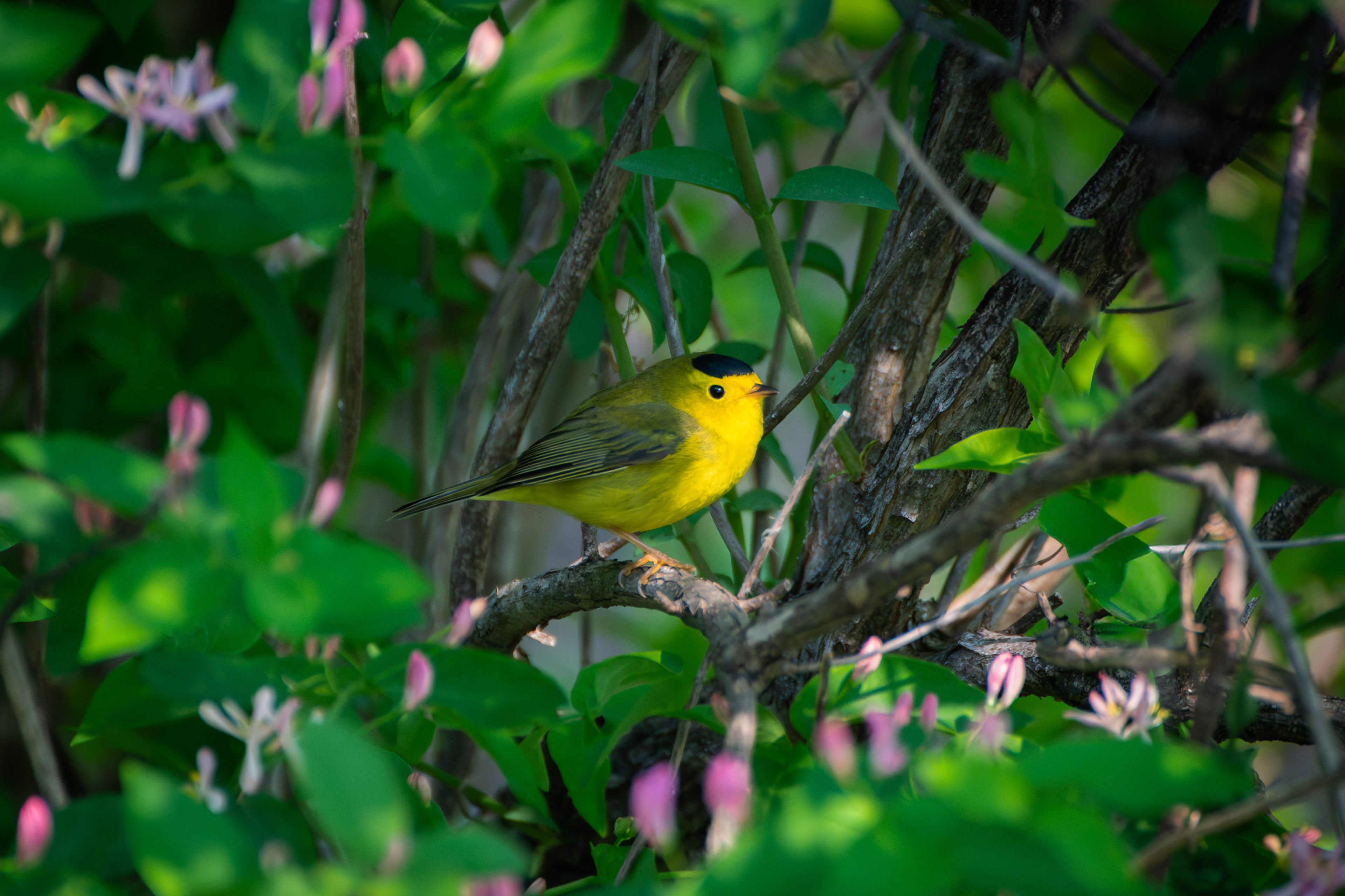 Wilson's Warbler