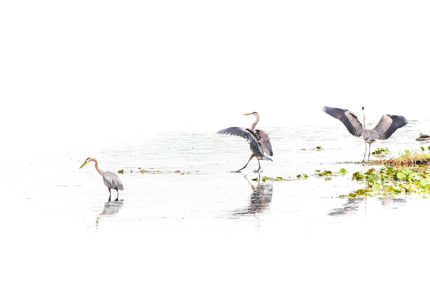 Great Blue Heron