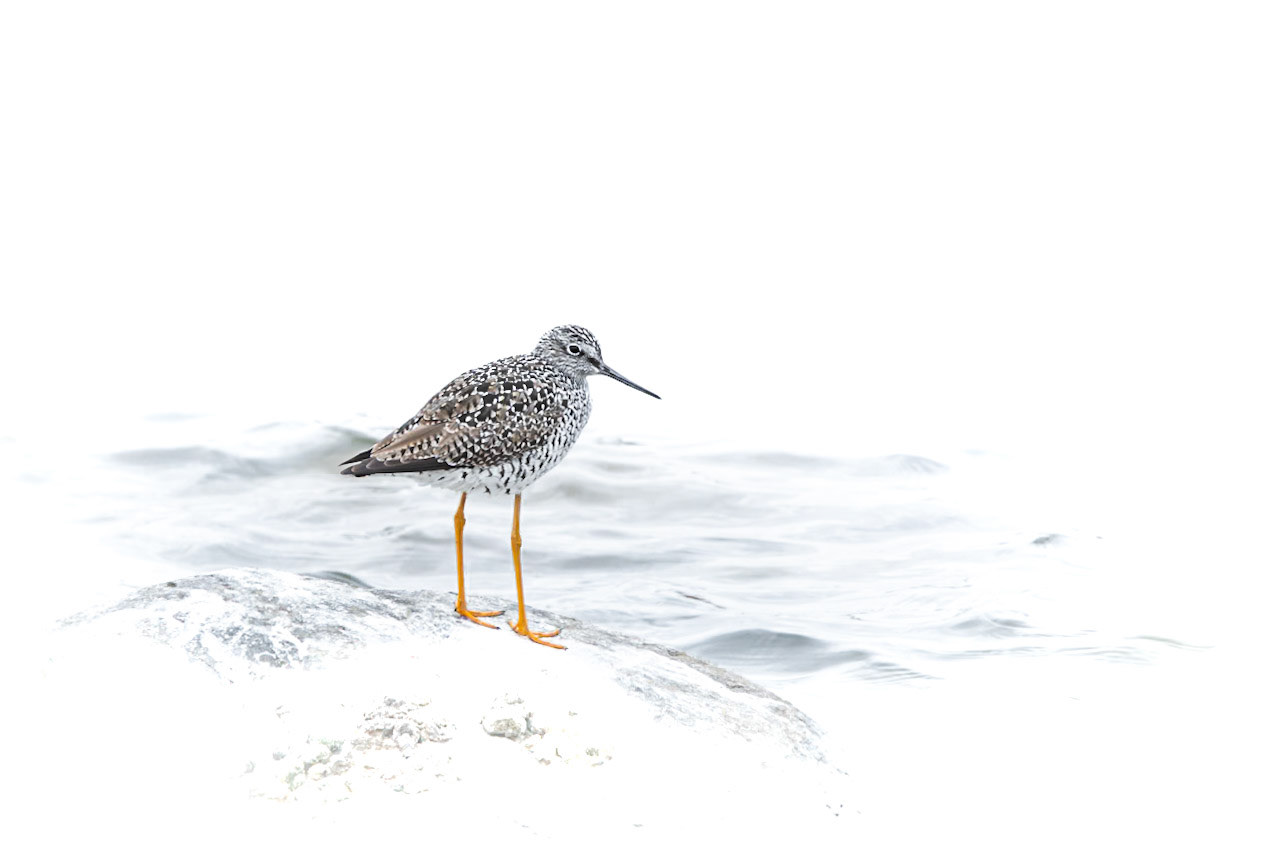 Greater Yellowlegs