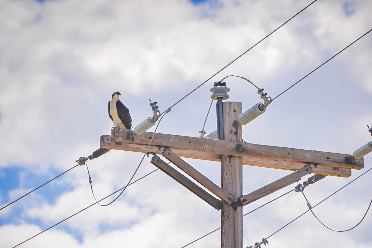 Osprey
