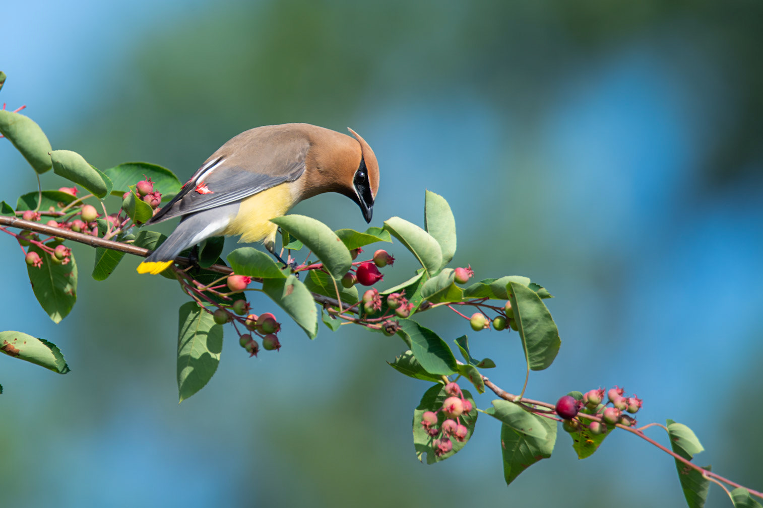 Cedar Waxwing